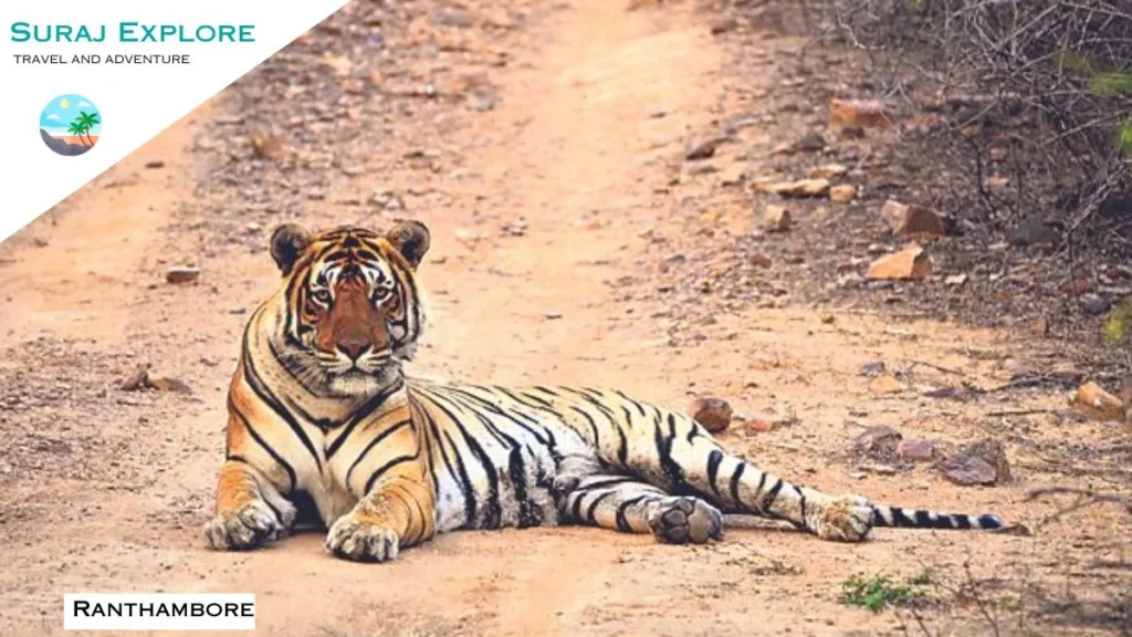 Ranthambore