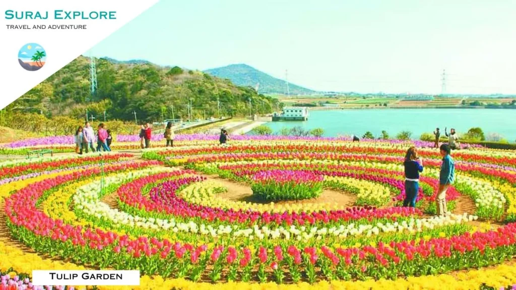Tulip Garden